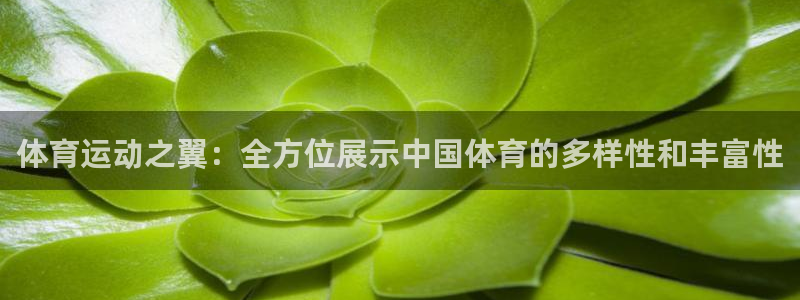 杏悦包怎么样